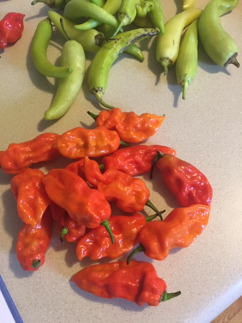 hot peppers