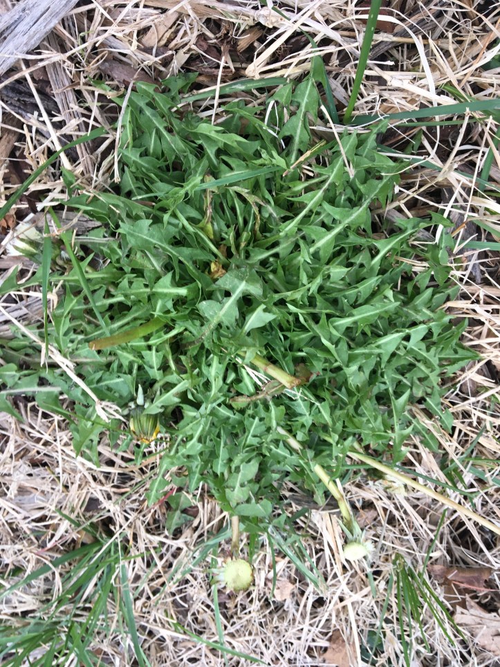 dandelion greens