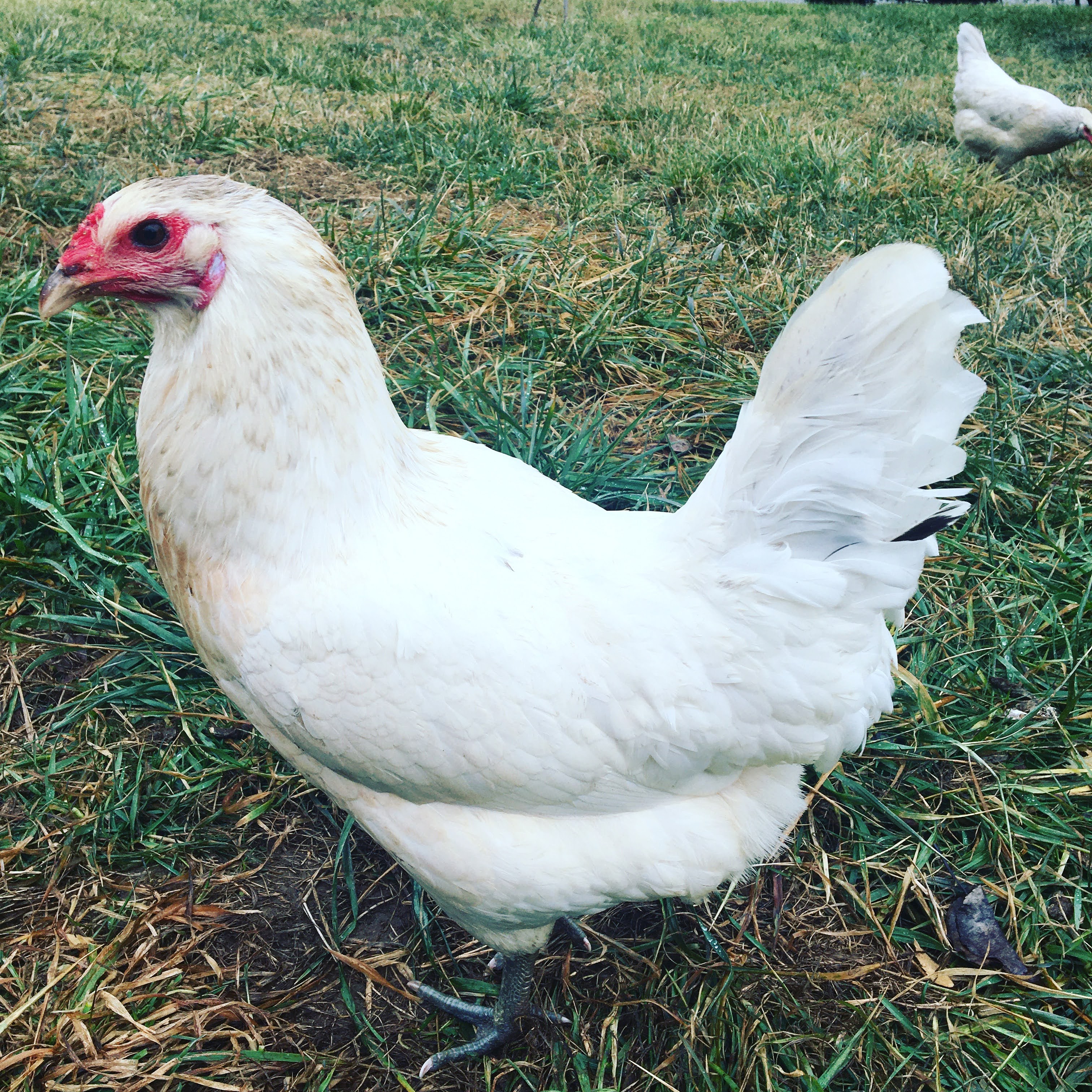 white hen