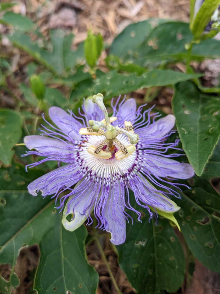 passiflora incarnata